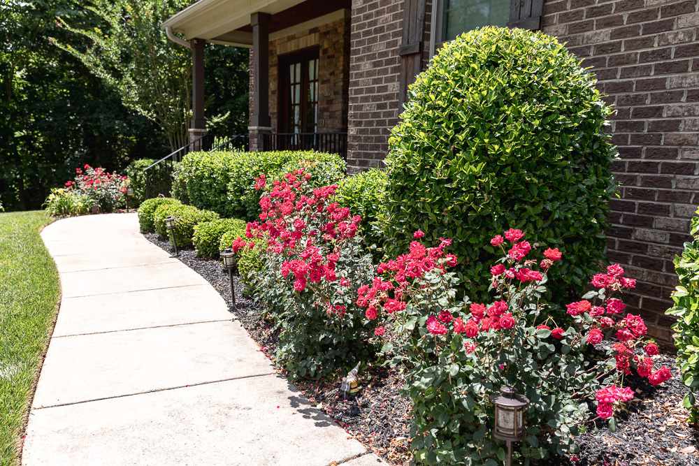 Front yard curb with walkway next to landscaped shrub and pink rose bushes