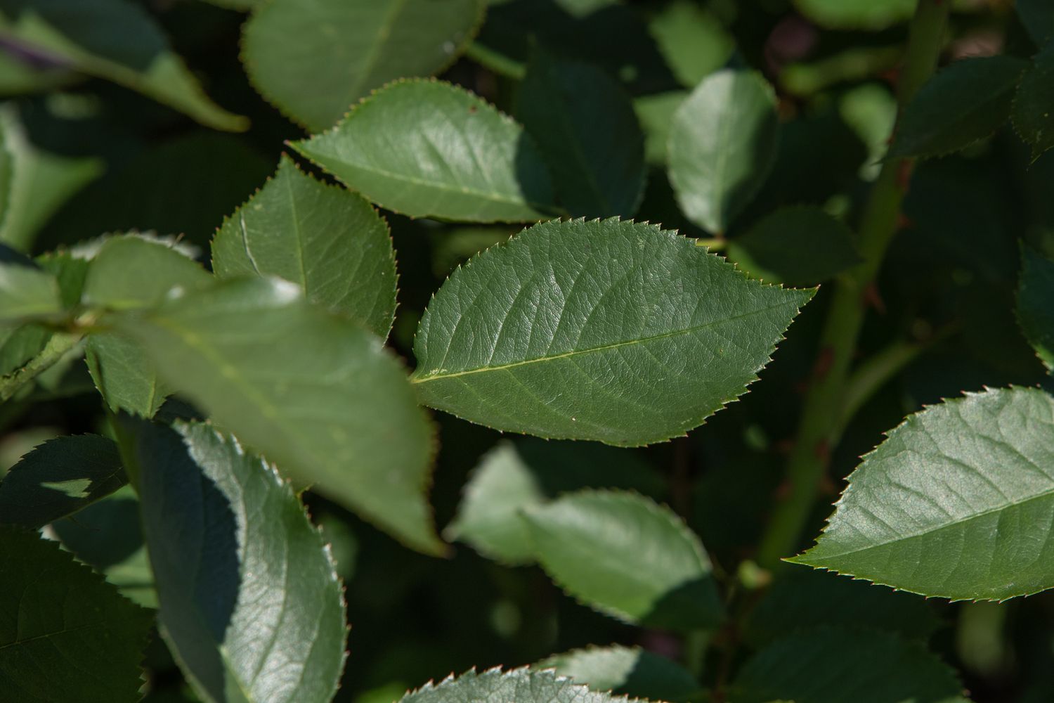 Folhas de roseira com pequenas bordas serrilhadas à luz do sol