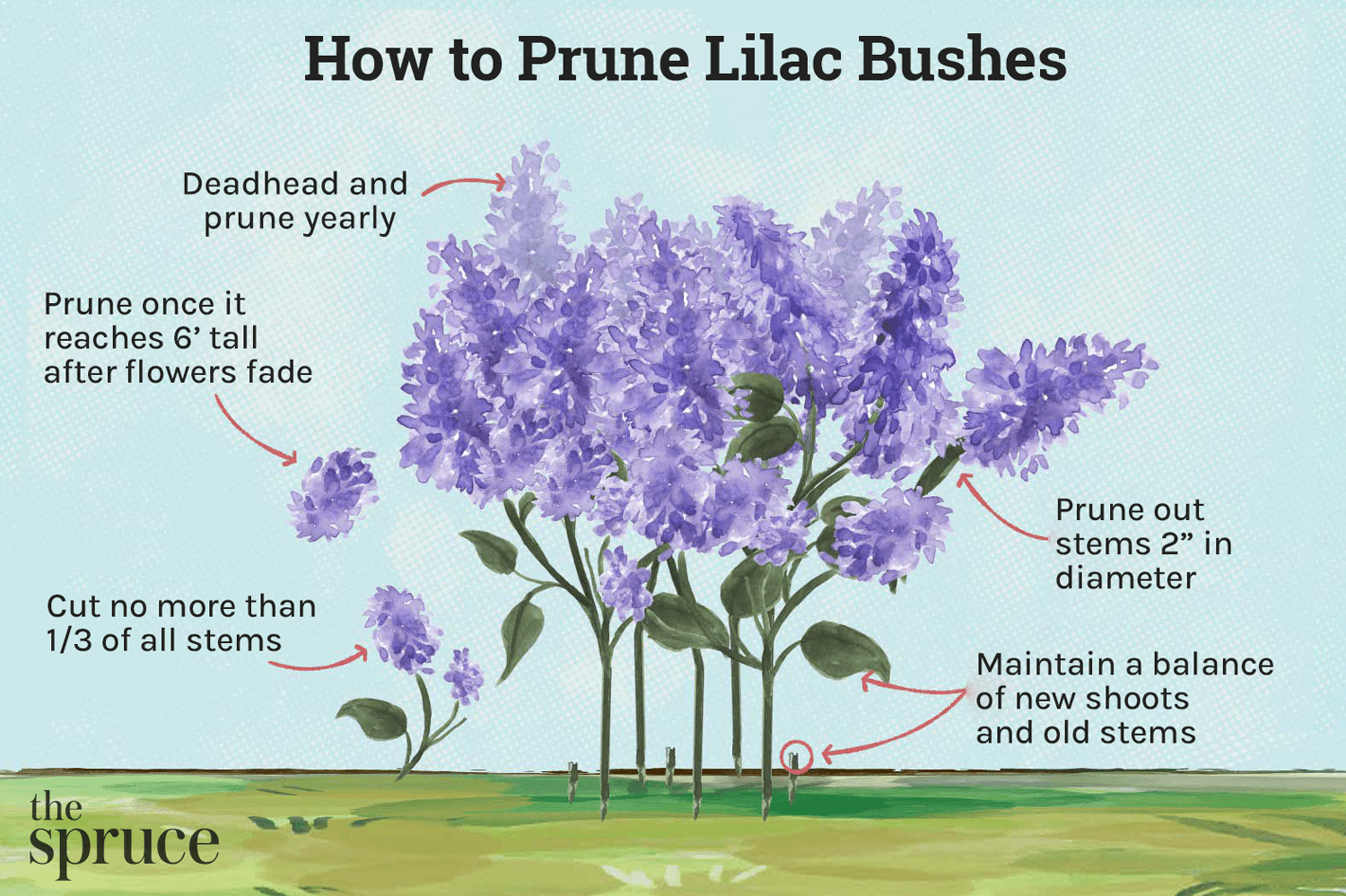 ilustração de como podar um arbusto de lilases