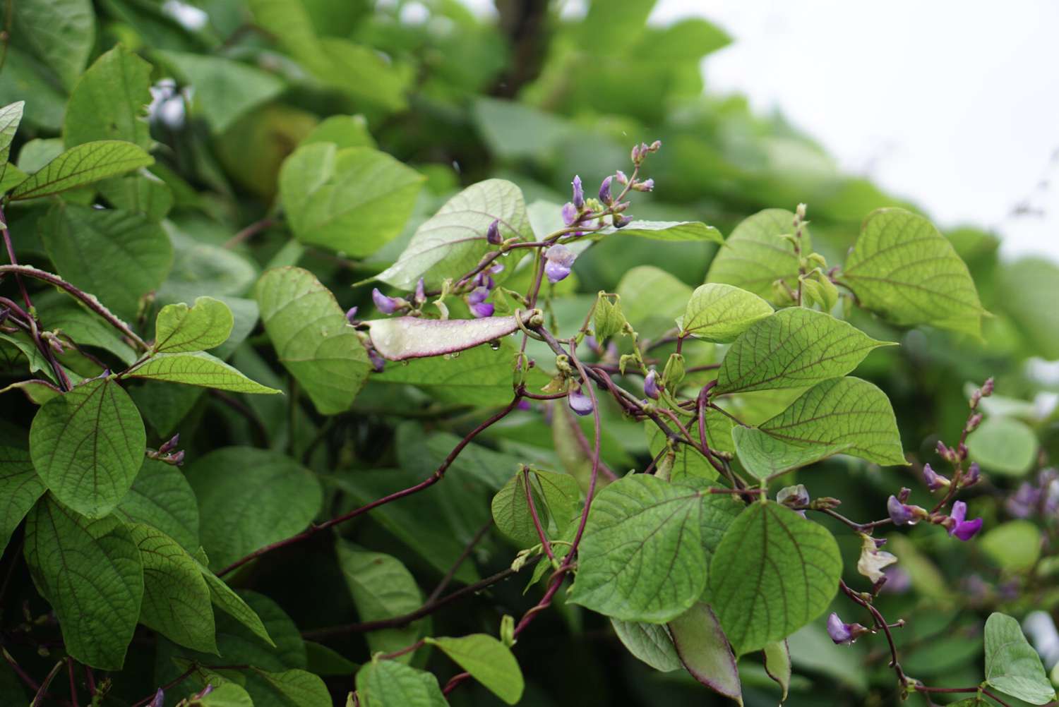 planta de feijão jacinto roxo