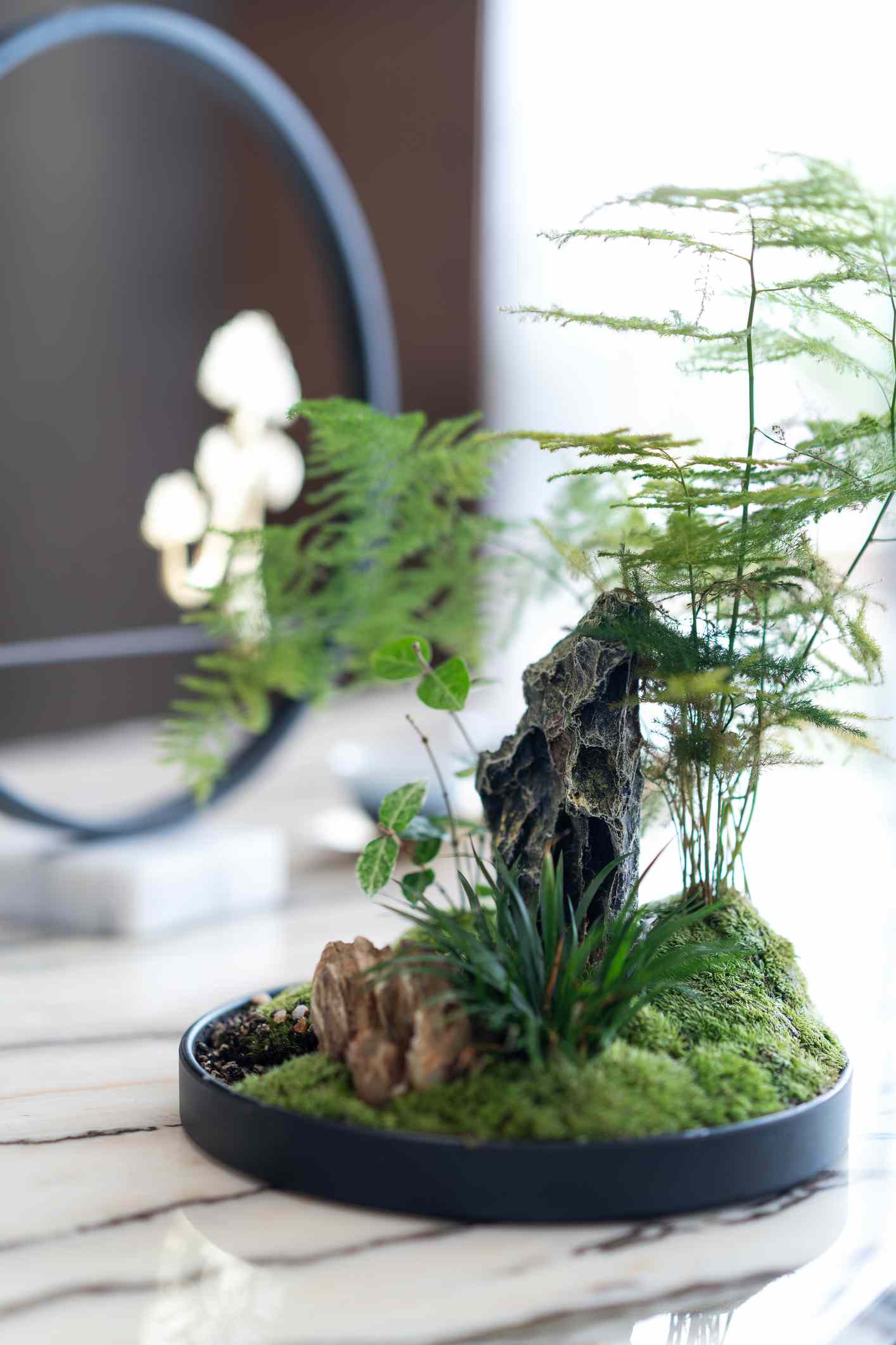 Asparagus Fern