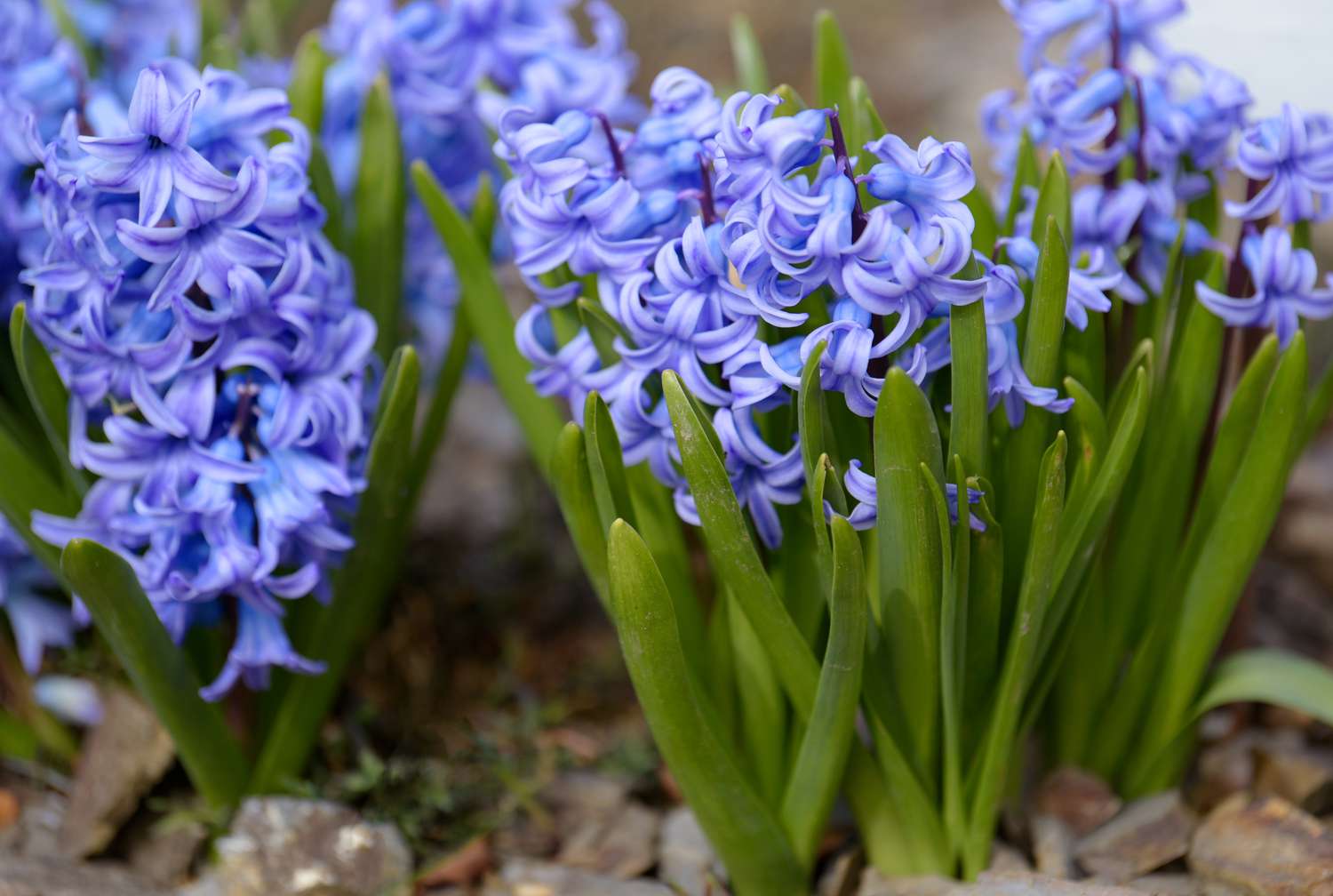 Hyazinthenpflanze mit violett-blauen, gedrehten Blütenbüscheln, umgeben von langen Blättern