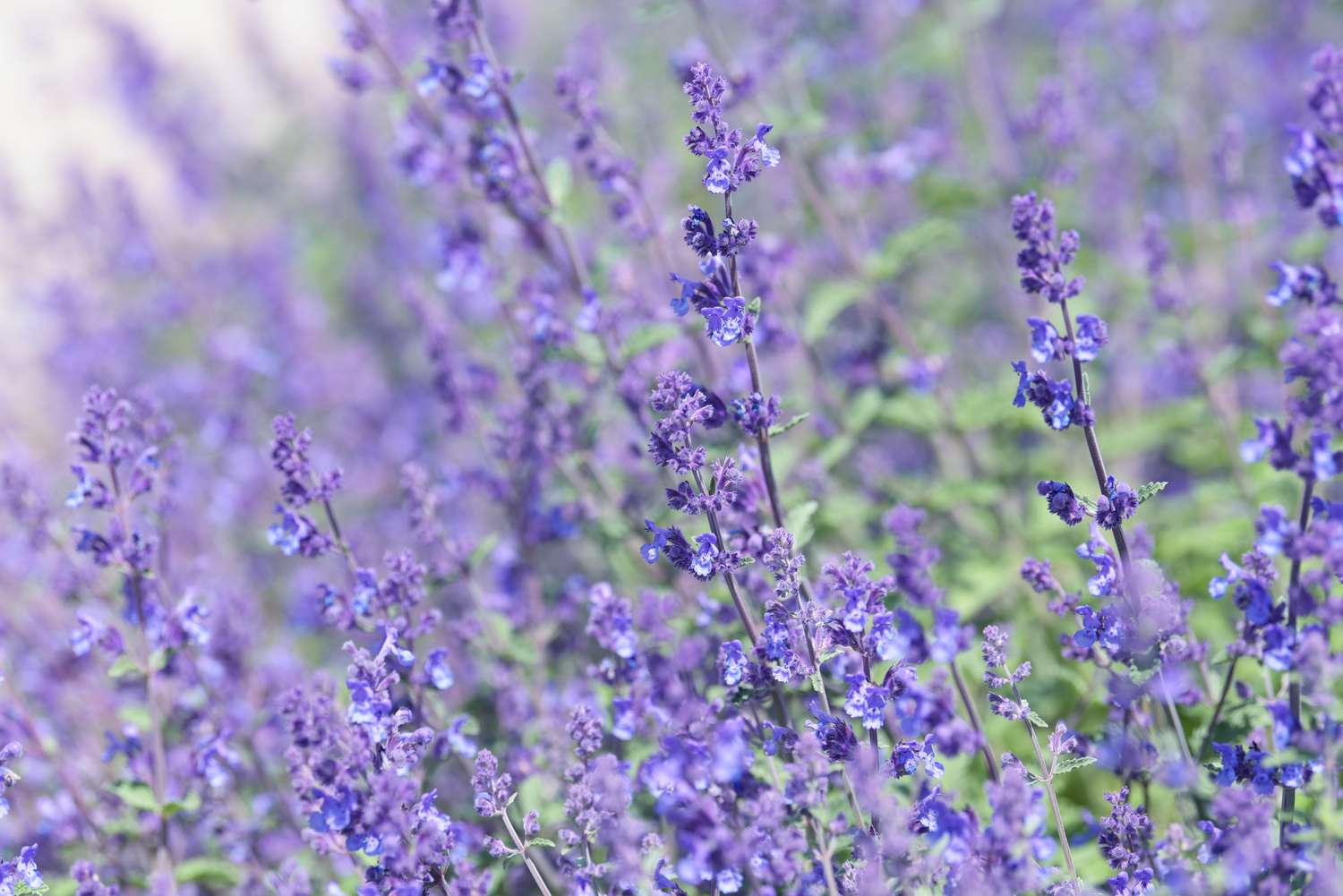 Planta de hortelã-gato com pequenas flores azul-violeta em hastes roxas