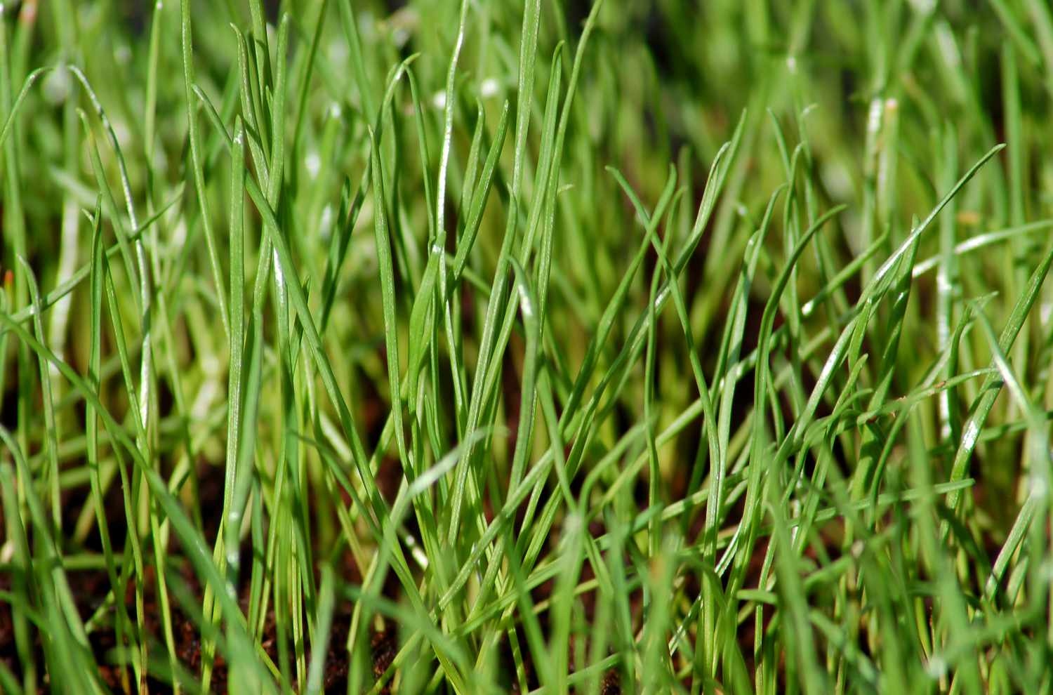 Ryegrass closeup