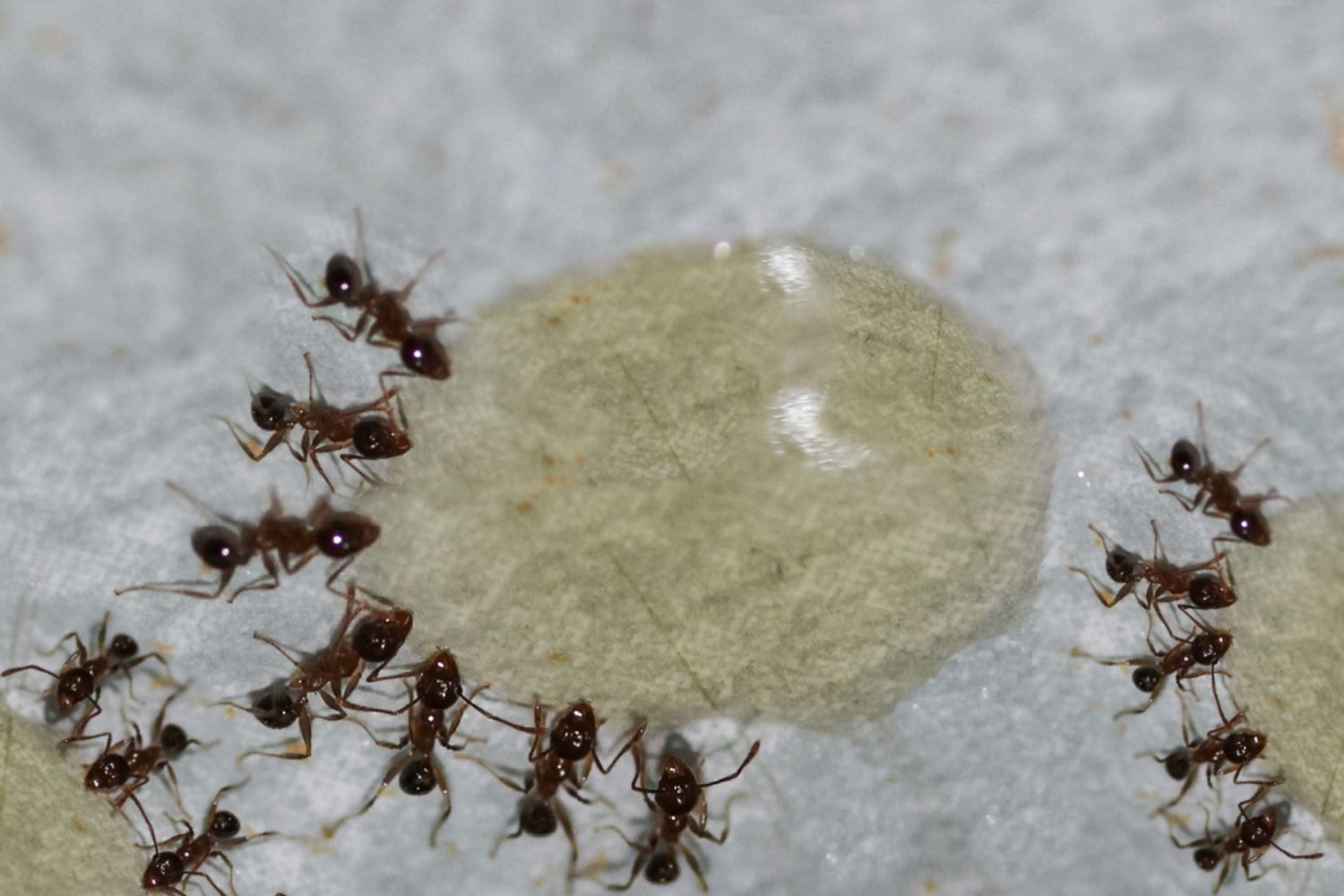 isca líquida para formigas
