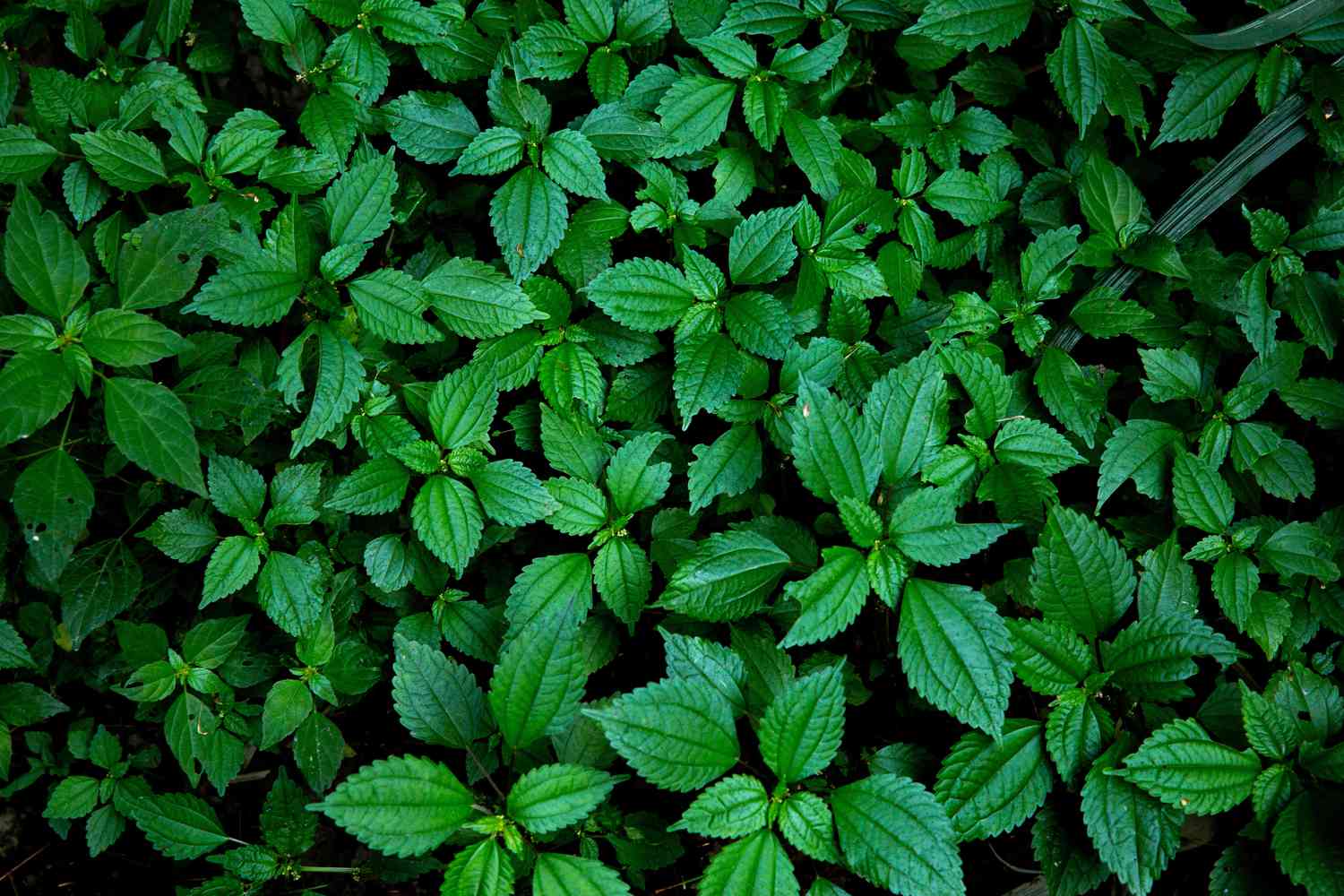 stinging nettles