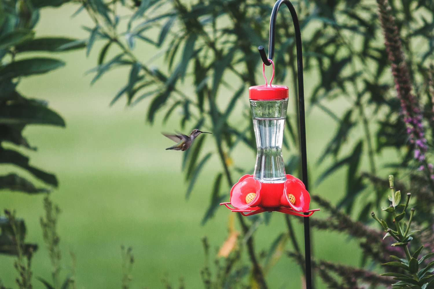 Kolibri im Garten