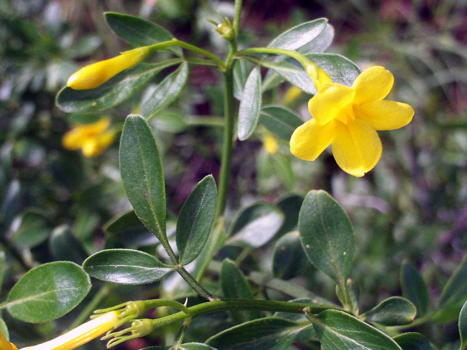 Jasminum fruticans