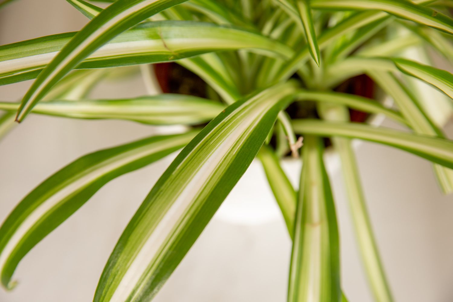 closeup of spider plant leaves