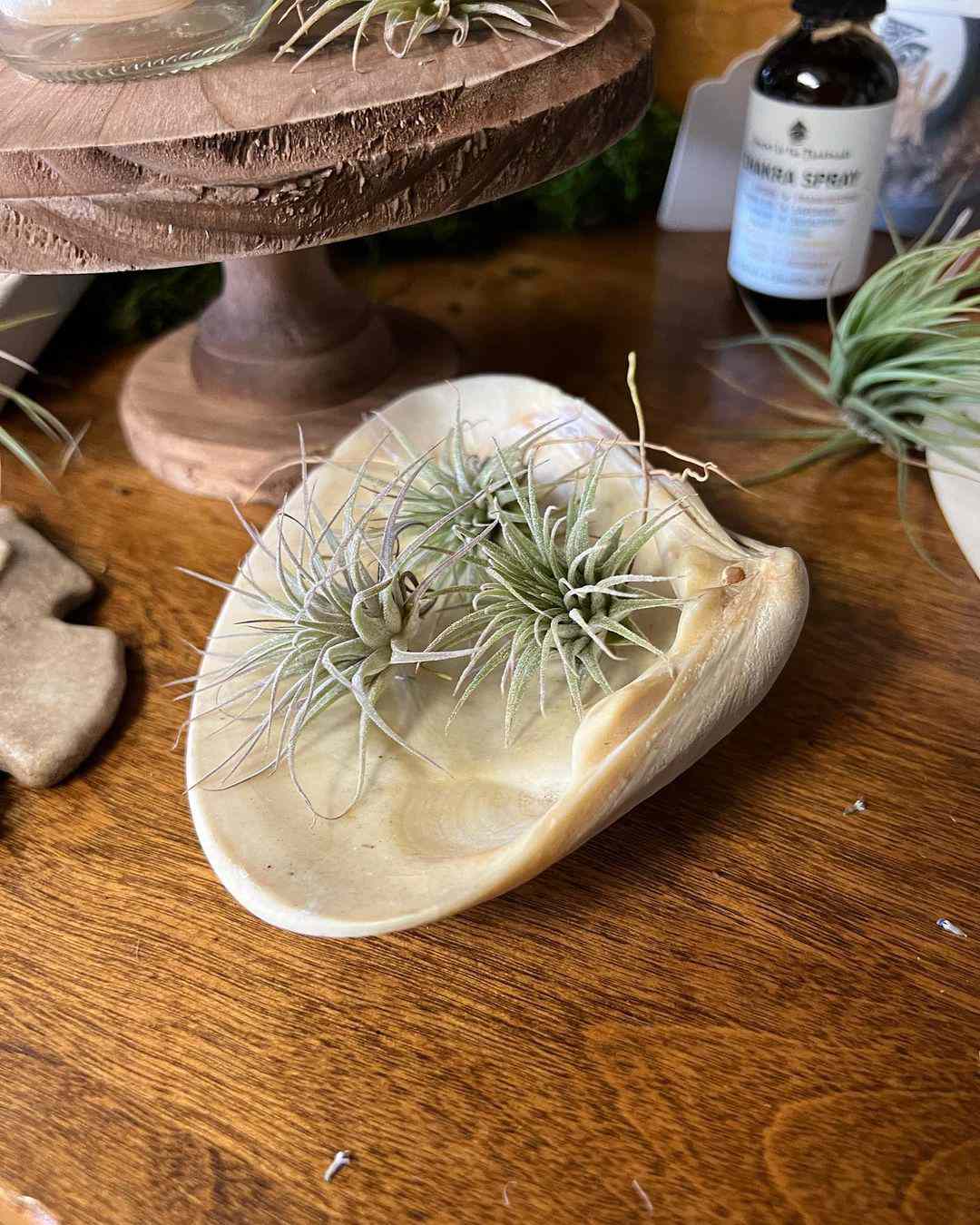 Air plants in a shell