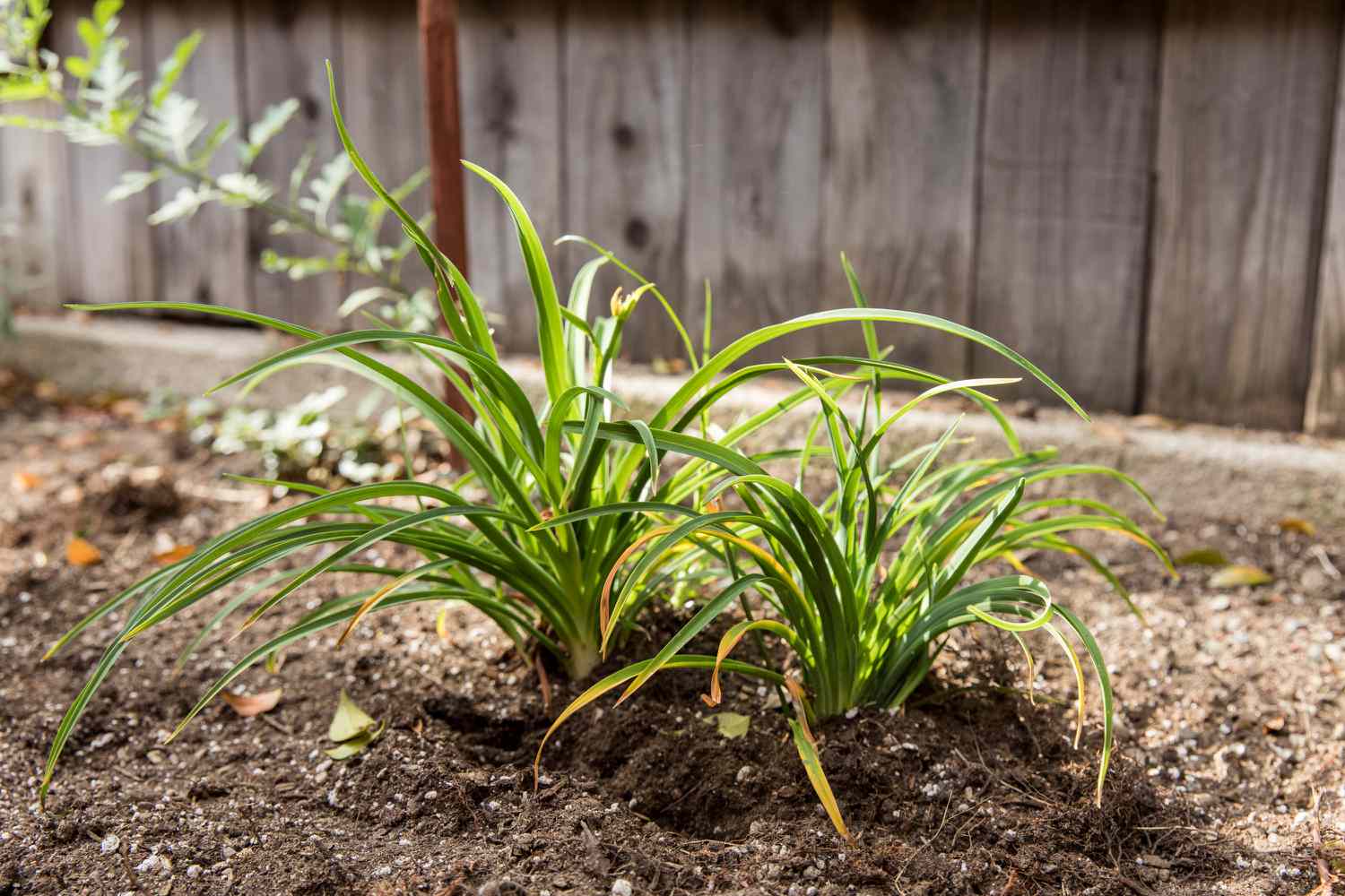 Taglilienpflanzen in den Boden gepflanzt
