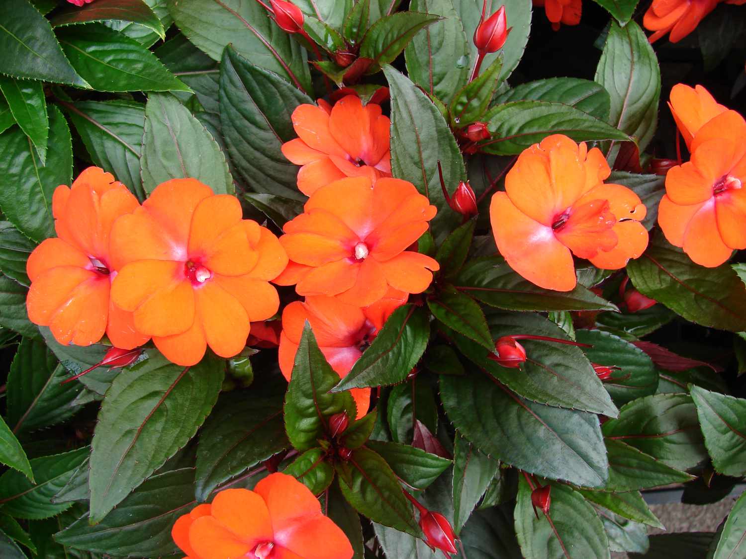 'Infinity Orange' impatiens com pétalas de laranja