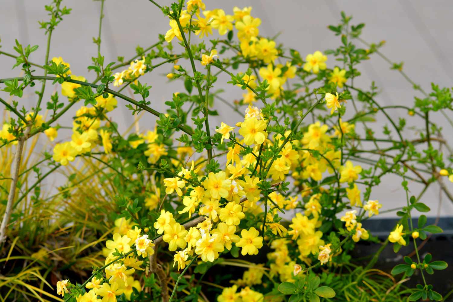 Jasminum nudiflorum