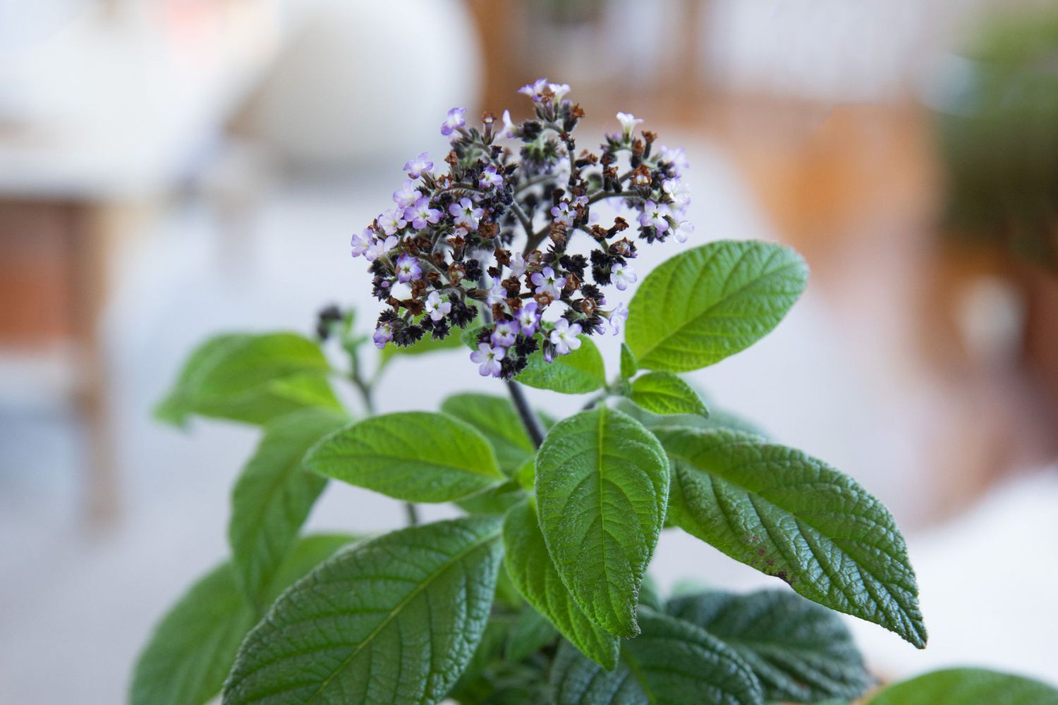 Heliotrope plant with light purple and dark purple flower clusters on top of leaves