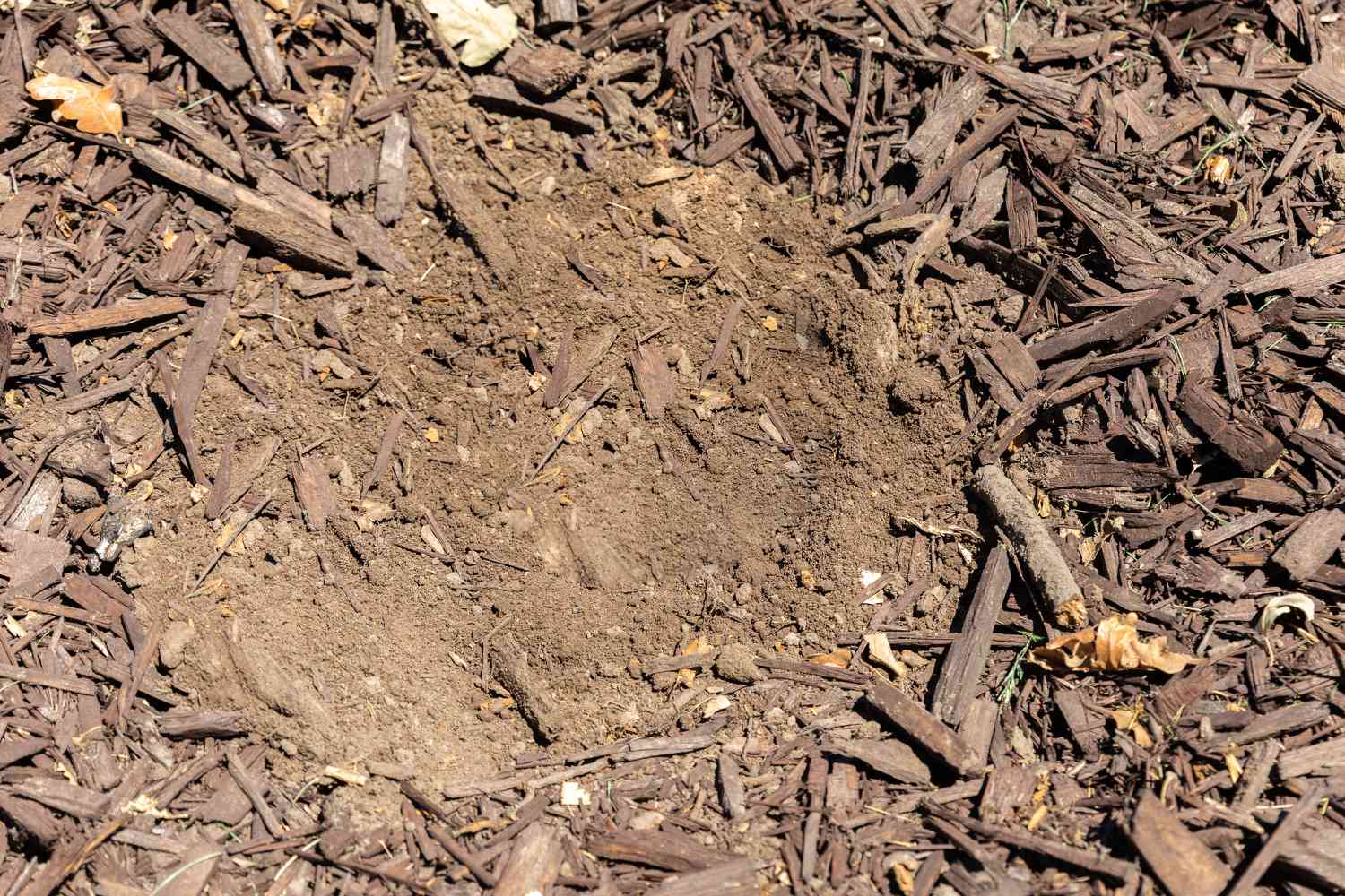 Nackter Gartenplatz zum Pflanzen von Iris-Rhizomen in voller Sonne