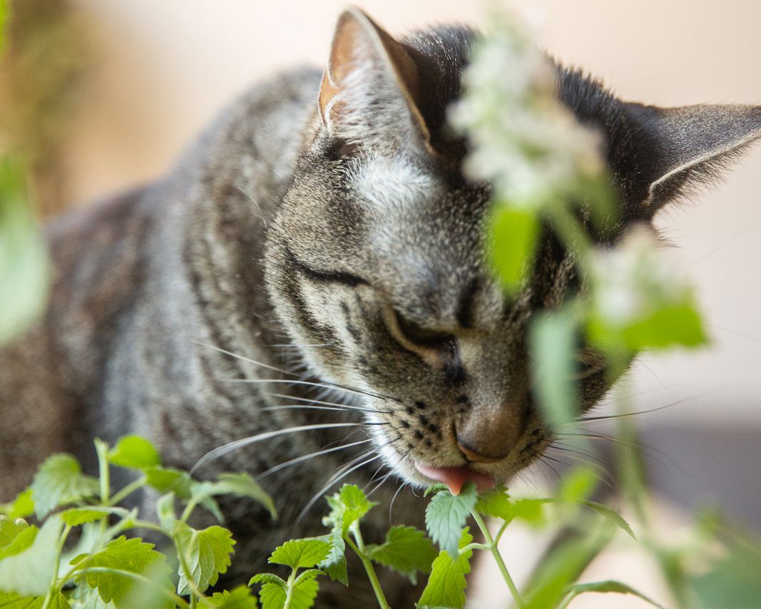 Katze leckt an Katzenminze