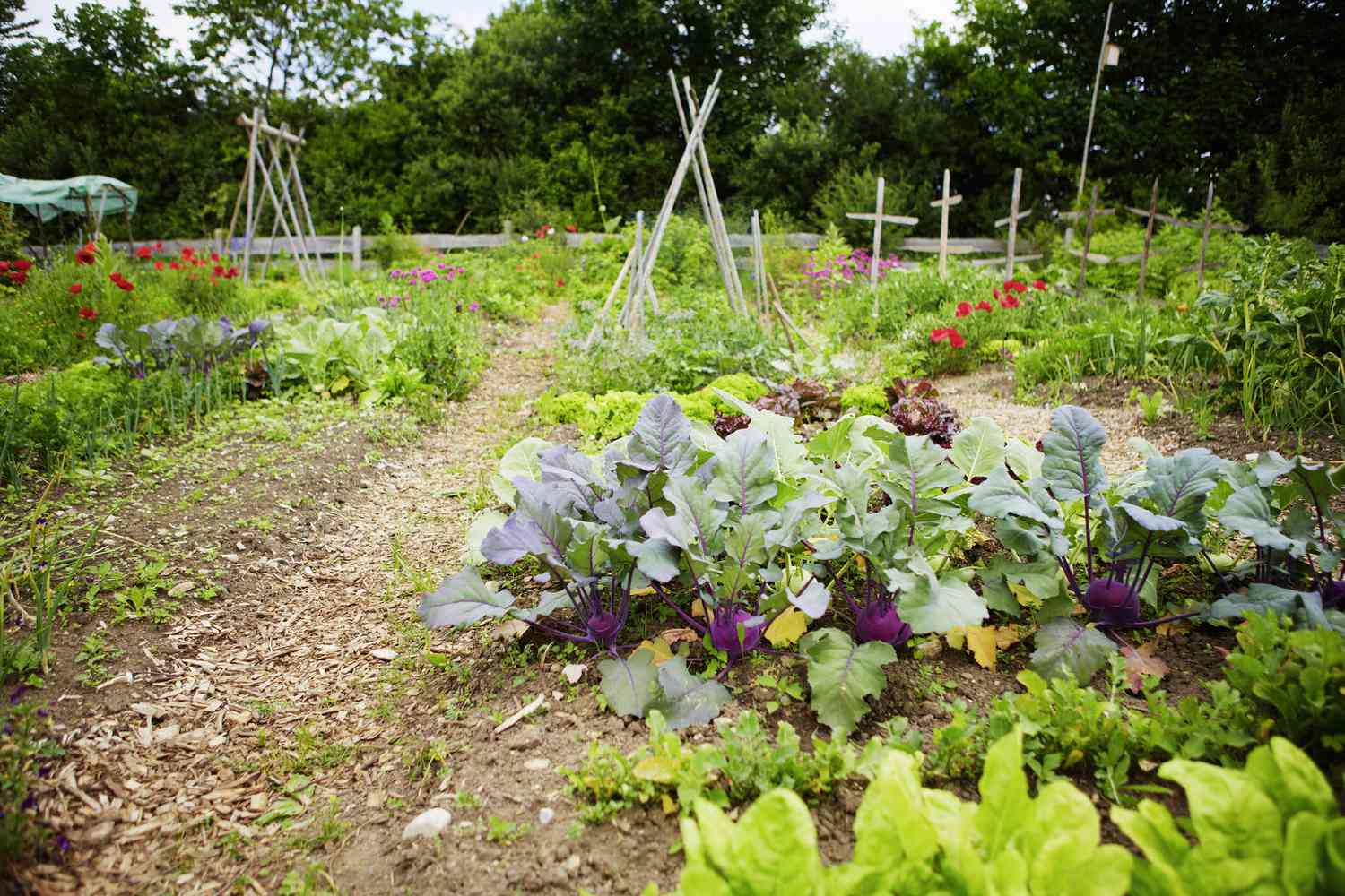 Comment préparer un potager d’automne