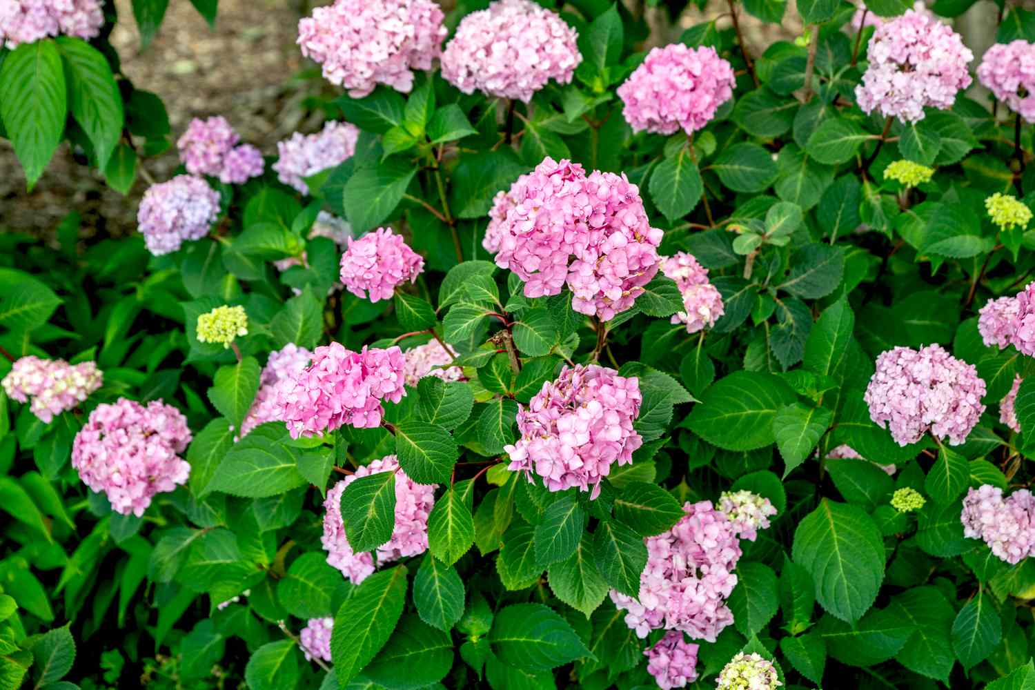 Blühende Hortensienpflanze mit rosafarbenen Blütenbüscheln zwischen hellgrünen und geäderten Blättern
