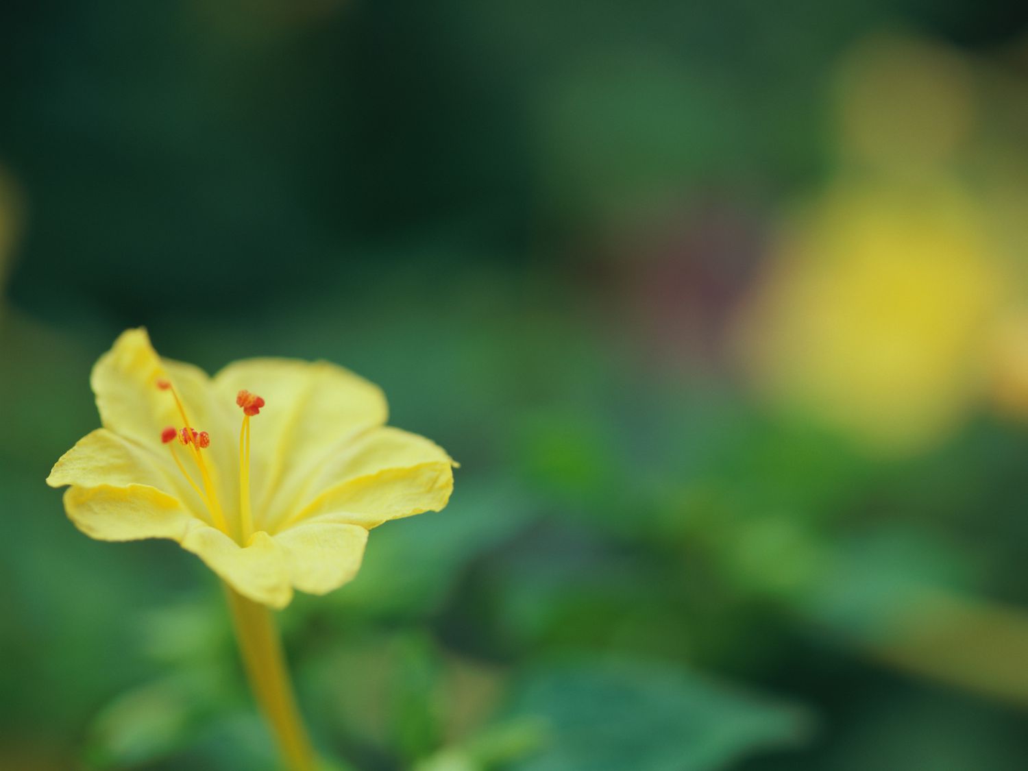 Marvel of peru flower