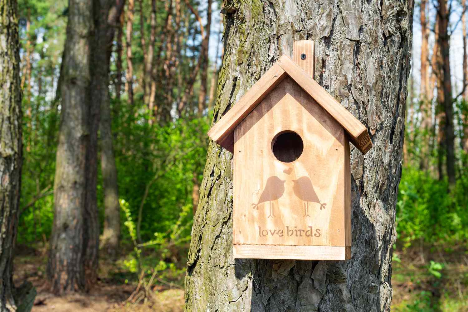 Pajarera de madera con ilustración y texto sujetos al tronco de un árbol