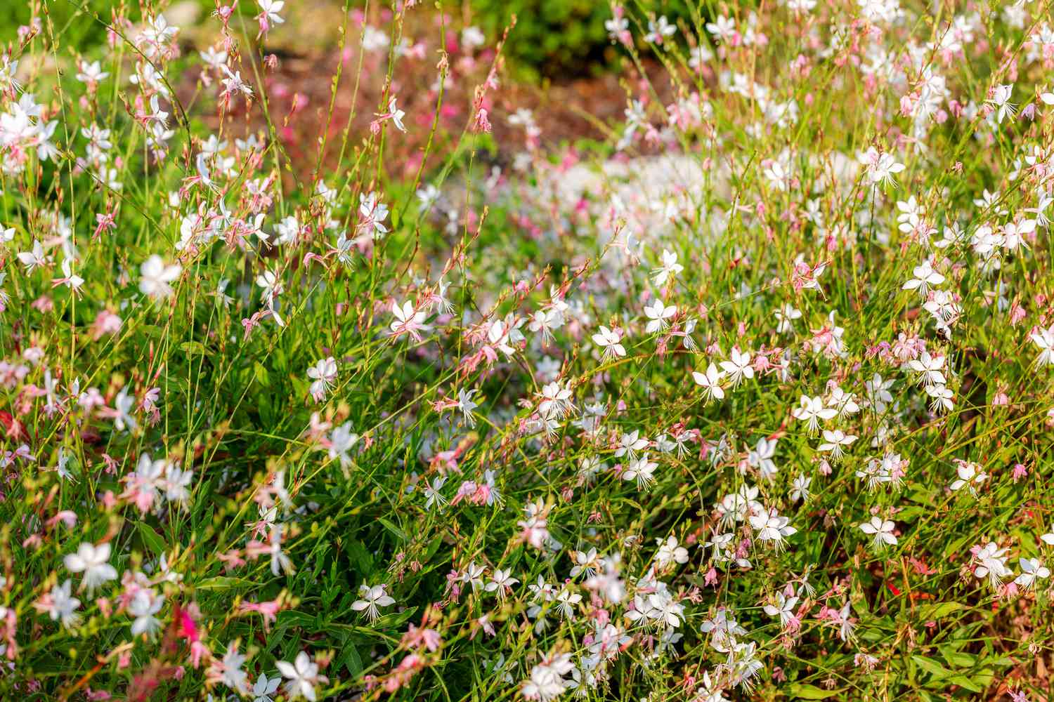Weiße und rosafarbene Gaura lindheimeri-Blüten oder Australischer Schmetterlingsstrauch. Schöner floraler Hintergrund