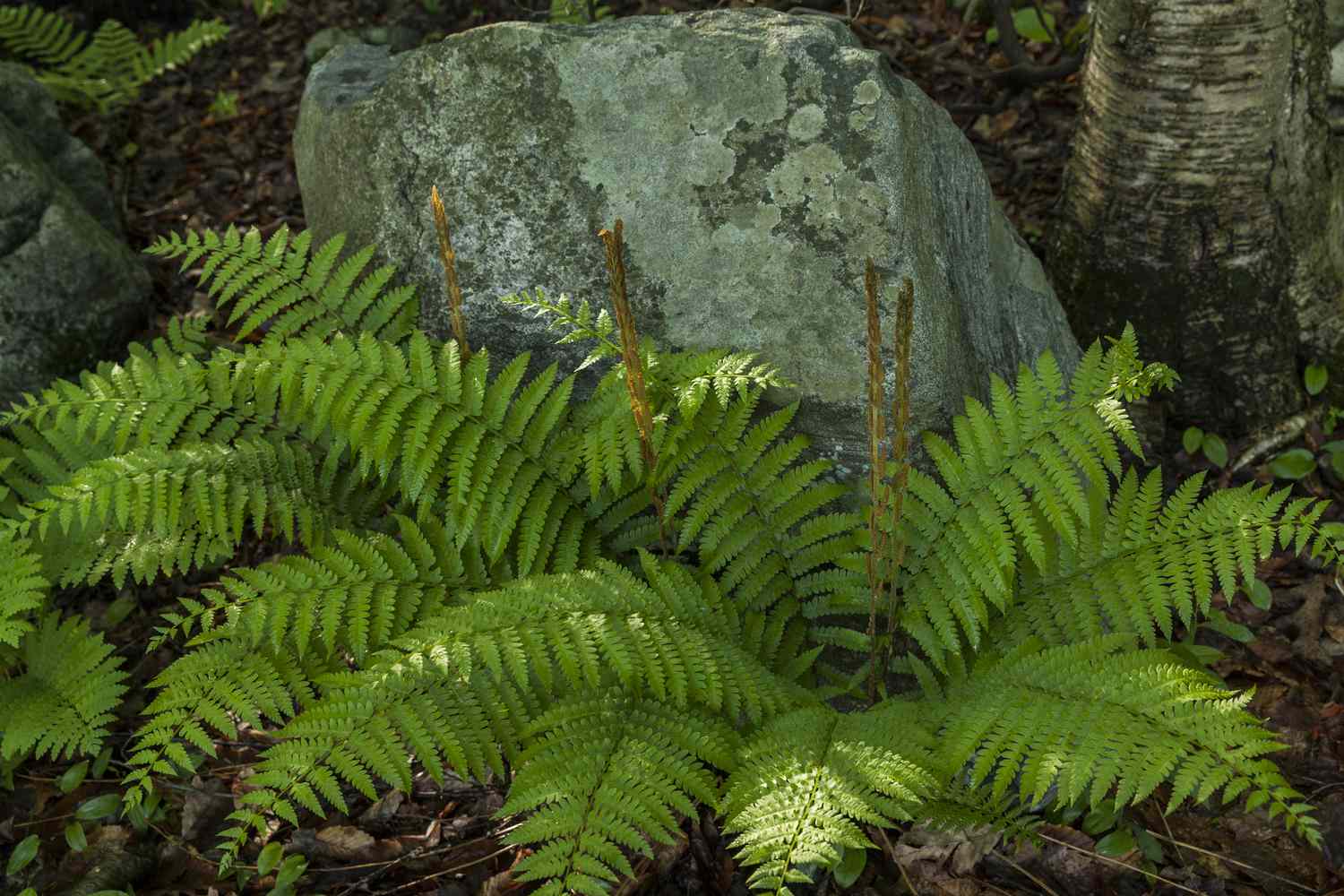 Cinnamon fern growing beside a rock