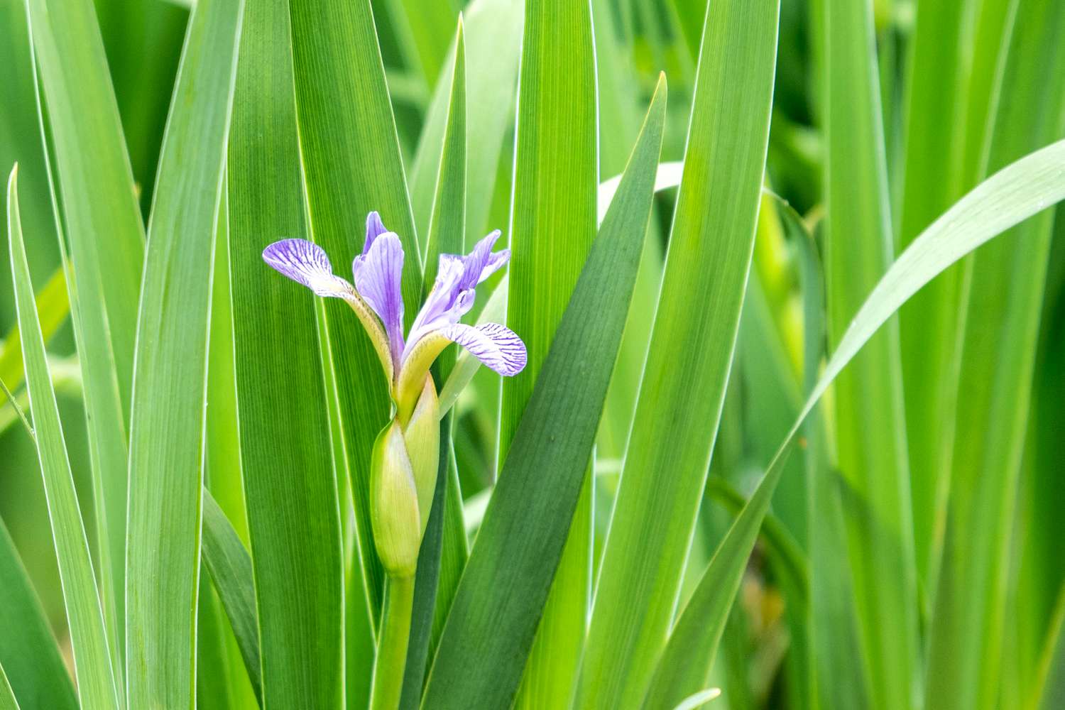Nördliche blaue Fahnenpflanze mit violett gestreiften Blüten, umgeben von schwertartigen Blättern
