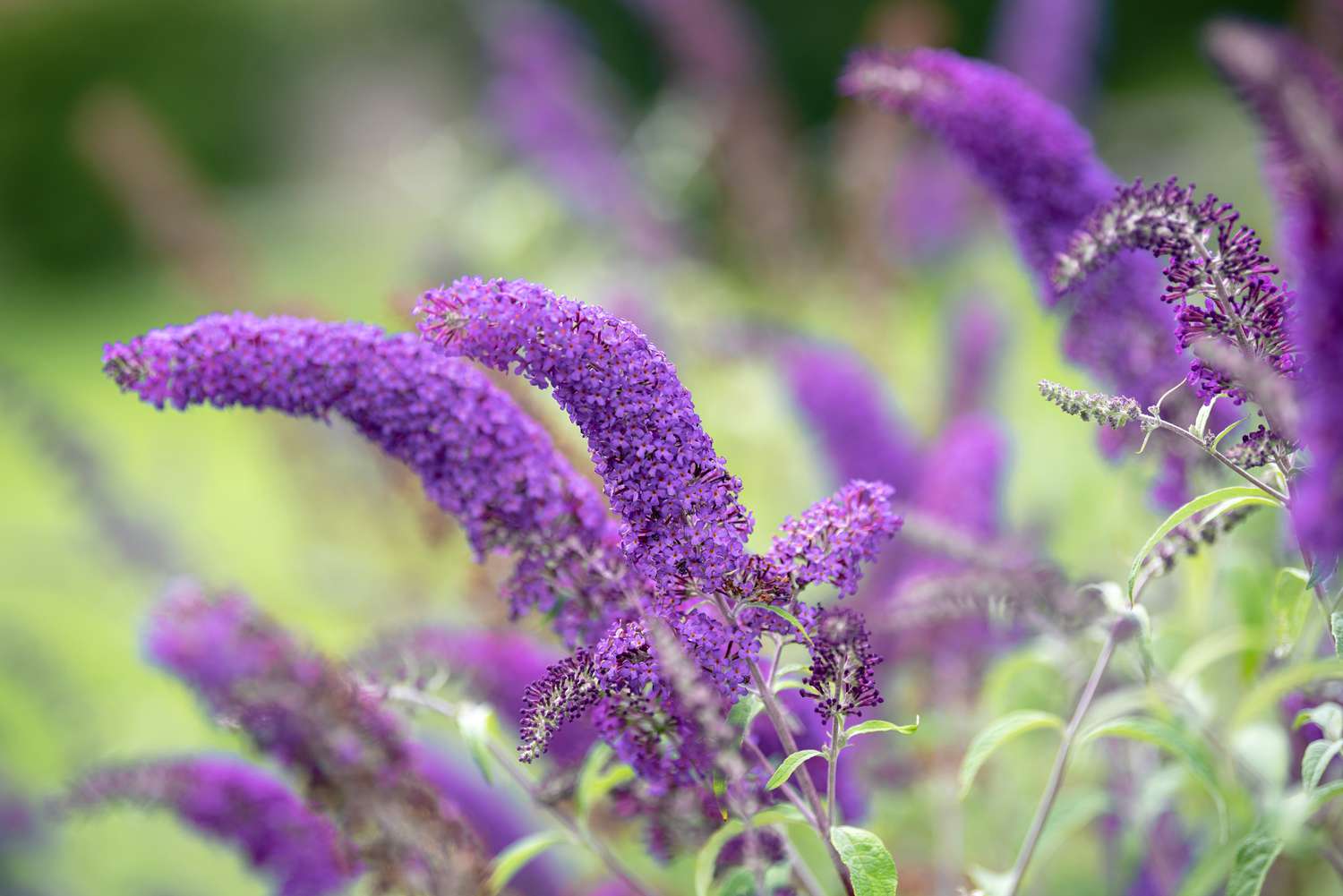 Schmetterlingsstrauch mit violetten Blütenähren in Großaufnahme