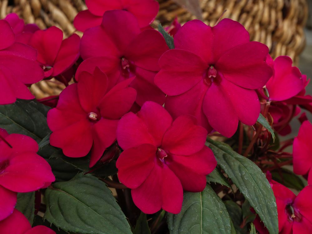 'Compact Royal Magenta' impatiens com pétalas magenta