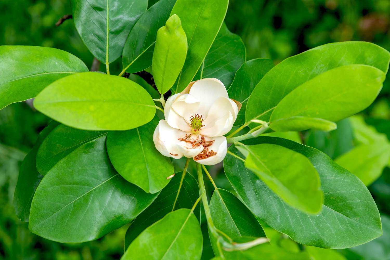 Sweetbay-Magnolienbaumzweig mit lanzettförmigen Blättern, die eine weiße Blüte in der Mitte umgeben