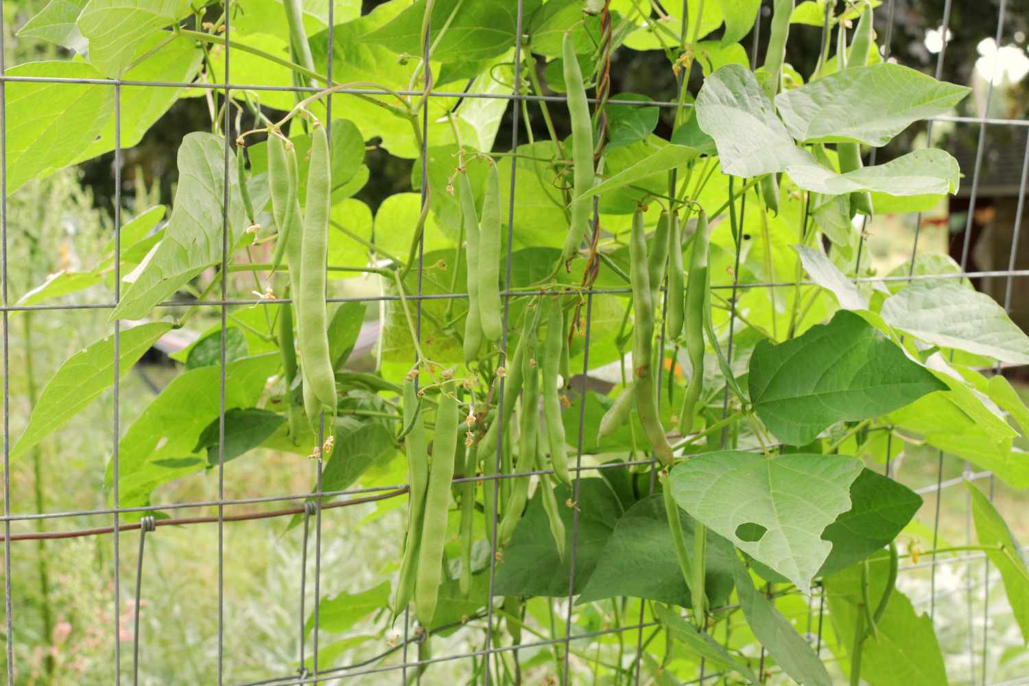 Maturing bean pods