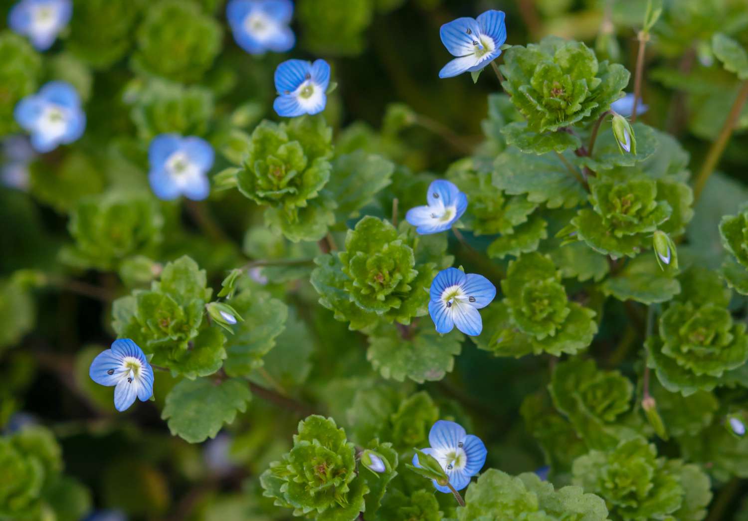 Kriechender Ehrenpreis mit schalenförmigen Blättern, die mit kleinen blauen Blüten besetzt sind, Nahaufnahme