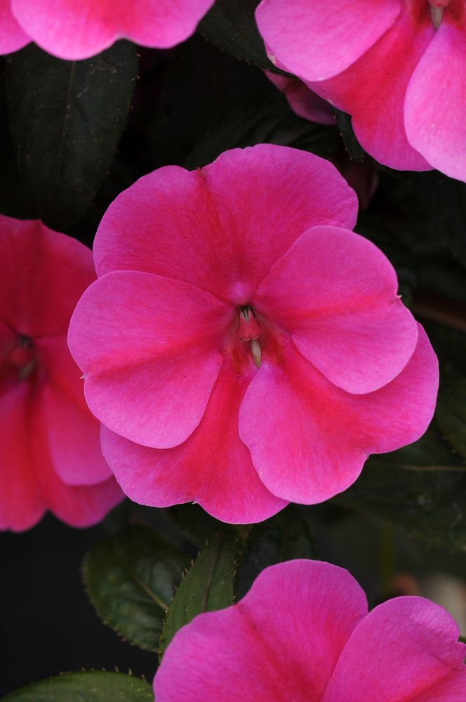 'Bounce Pink Flame' impatiens com flores cor-de-rosa