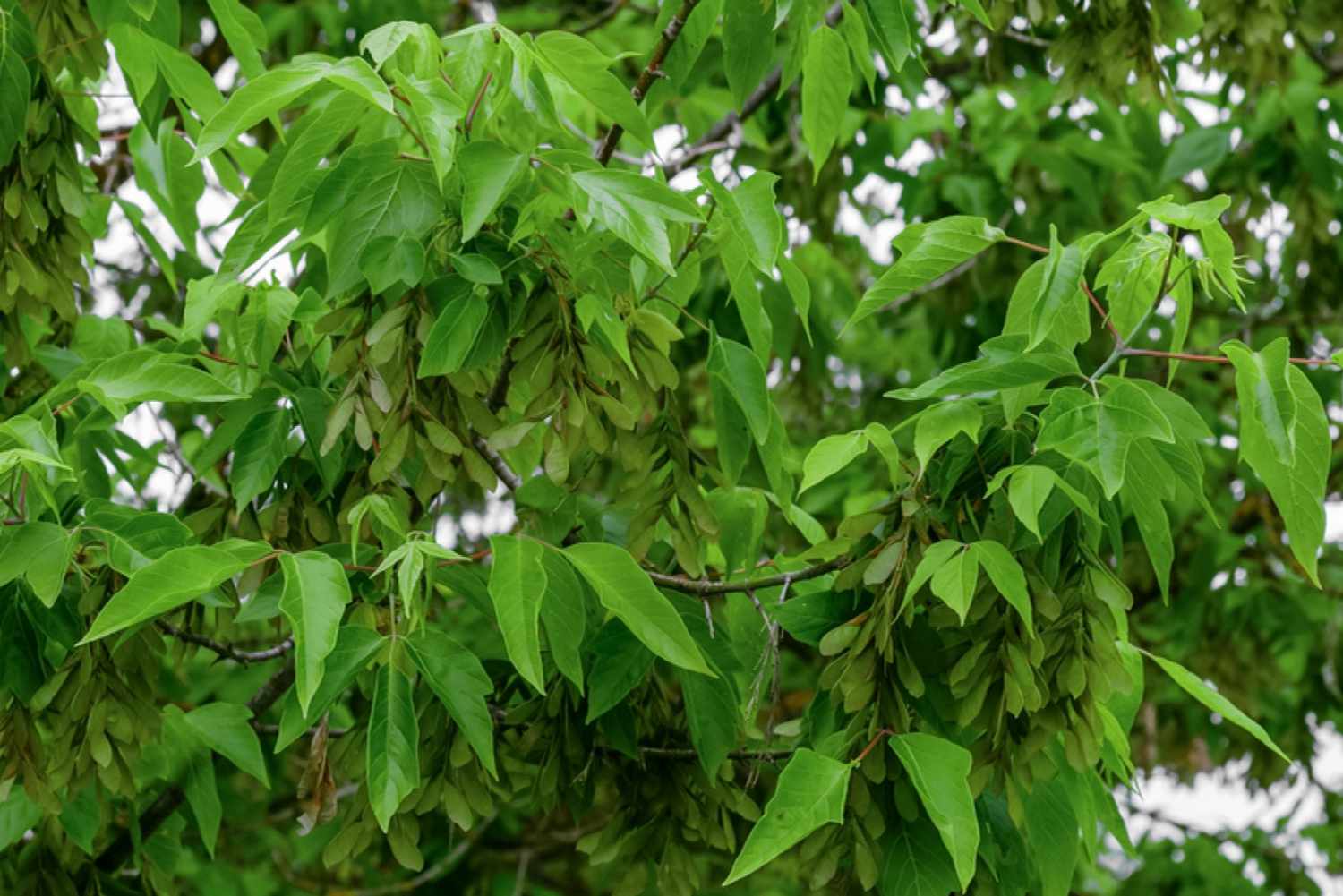 Erkennen und Entfernen von Boxelder