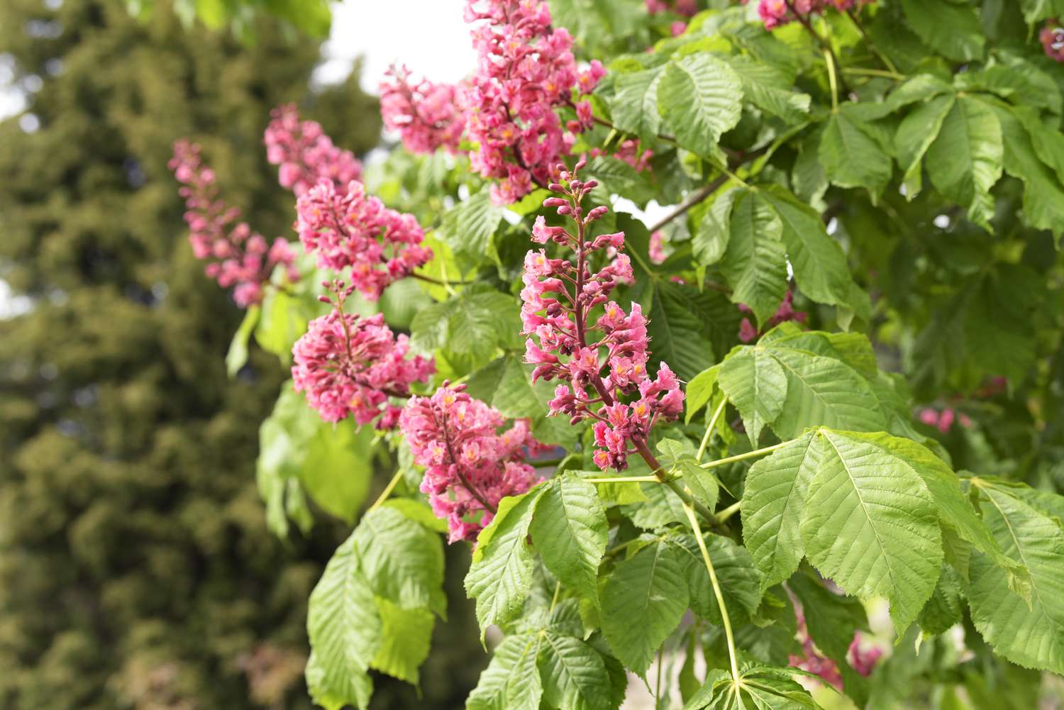 Galhos da árvore buckeye vermelha com grandes folhas com nervuras e hastes de flores rosa