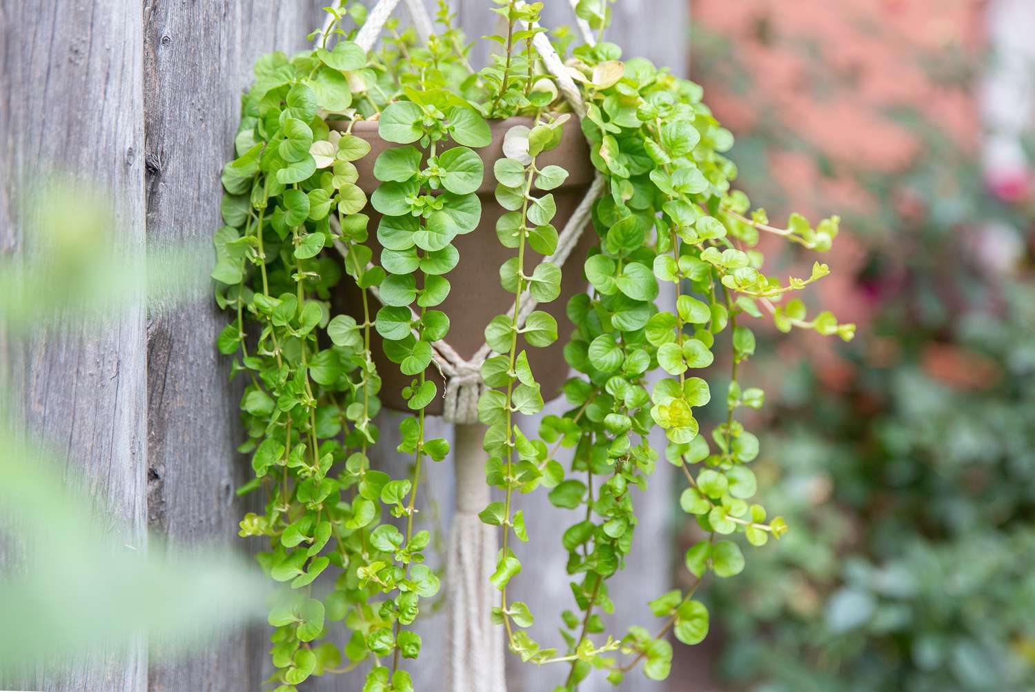 Creeping jenny plant in hanging planter with round lime-green leaves