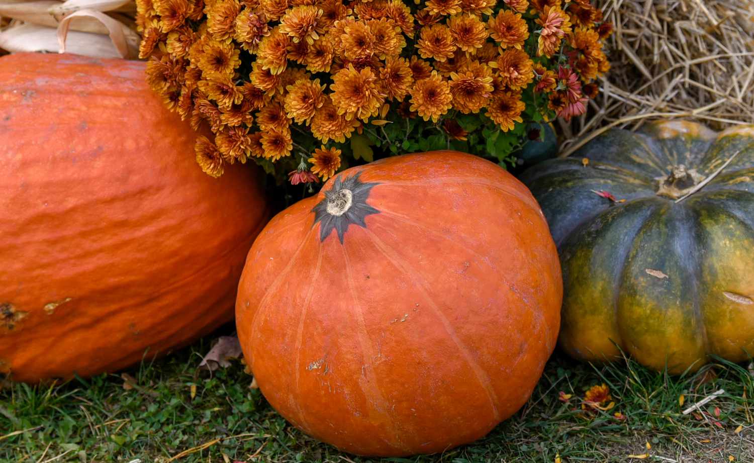 Cucurbita Maxima 'Ambercup' neben Kürbis und grünem und gelbem Kürbis