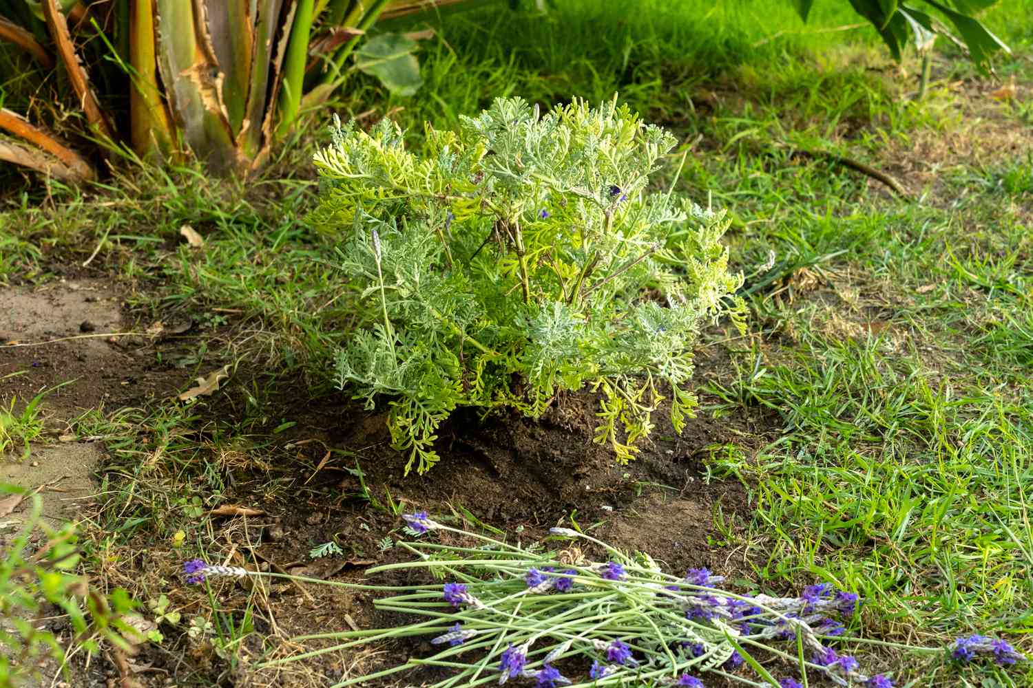 Etablierte Lavendelpflanze, die zurückgeschnitten wird und deren Stängel vorne liegen