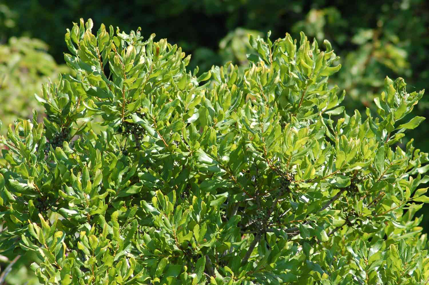 Der Lorbeerstrauch hat im Sommer grüne Blätter und entwickelt im Herbst graue Beeren.