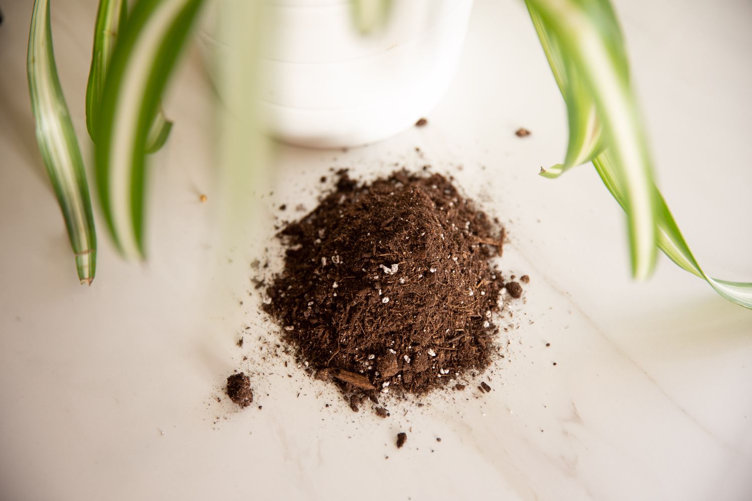 closeup of spider plant soil