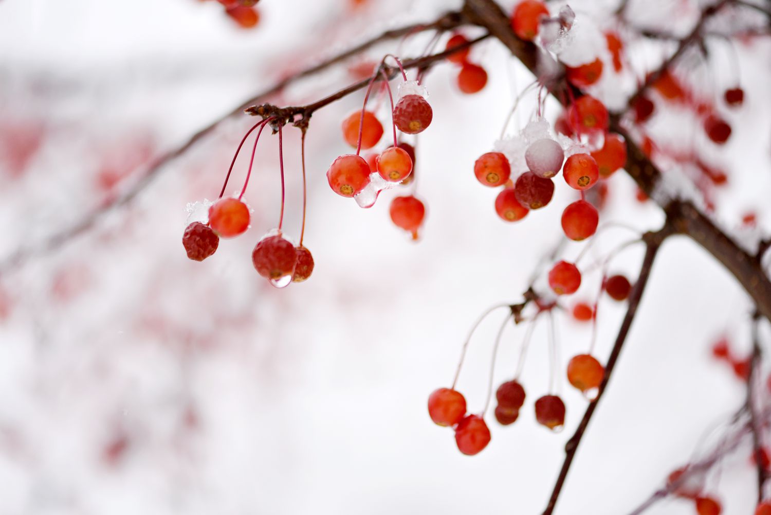 Crabapple tree with red berries covered with ice and water hanging from branch