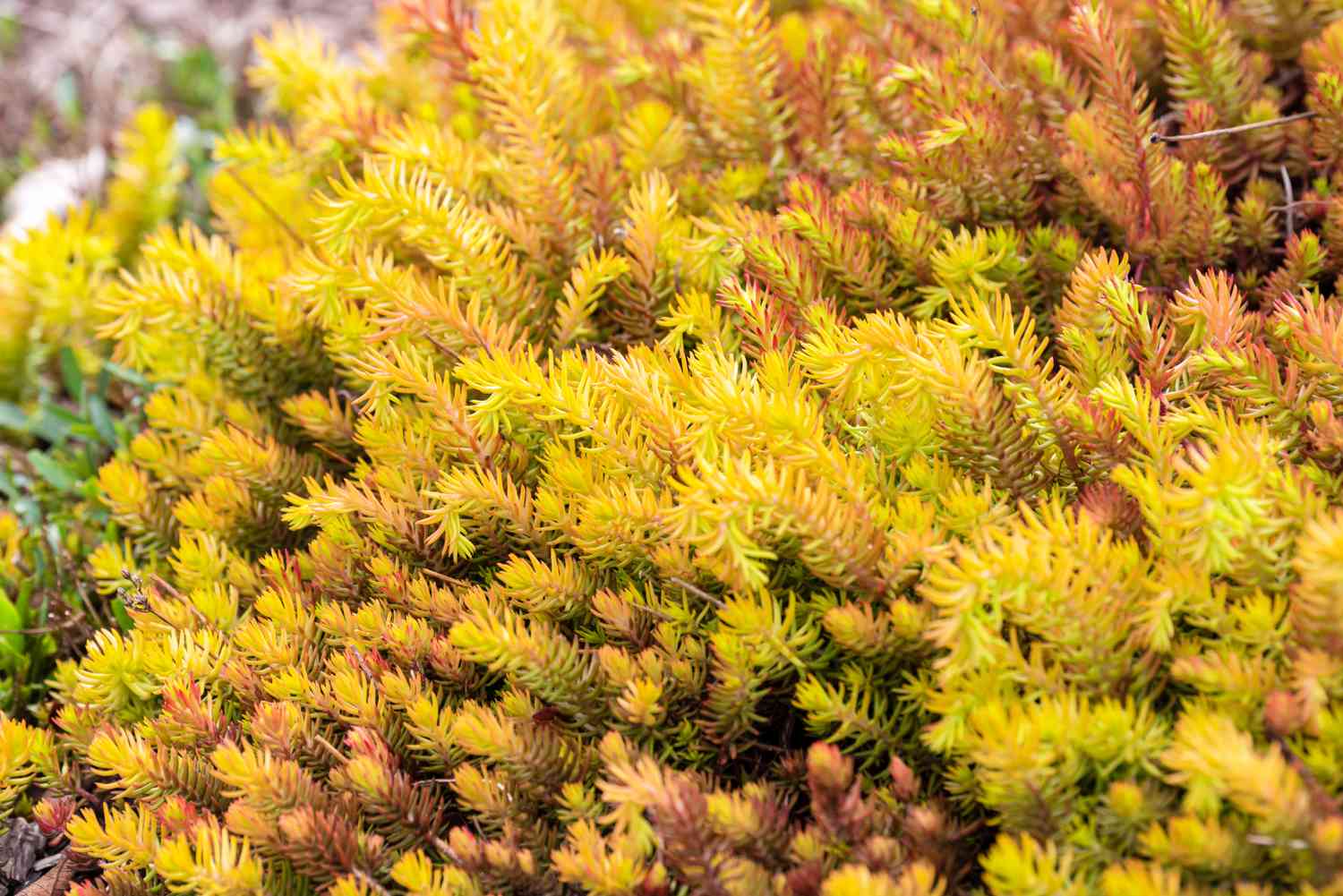 Planta Stonecrop com folhas amarelas e acobreadas em forma de fronde