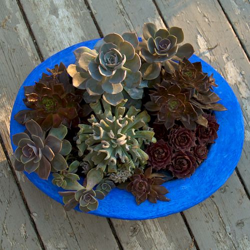 Succulent plant container garden