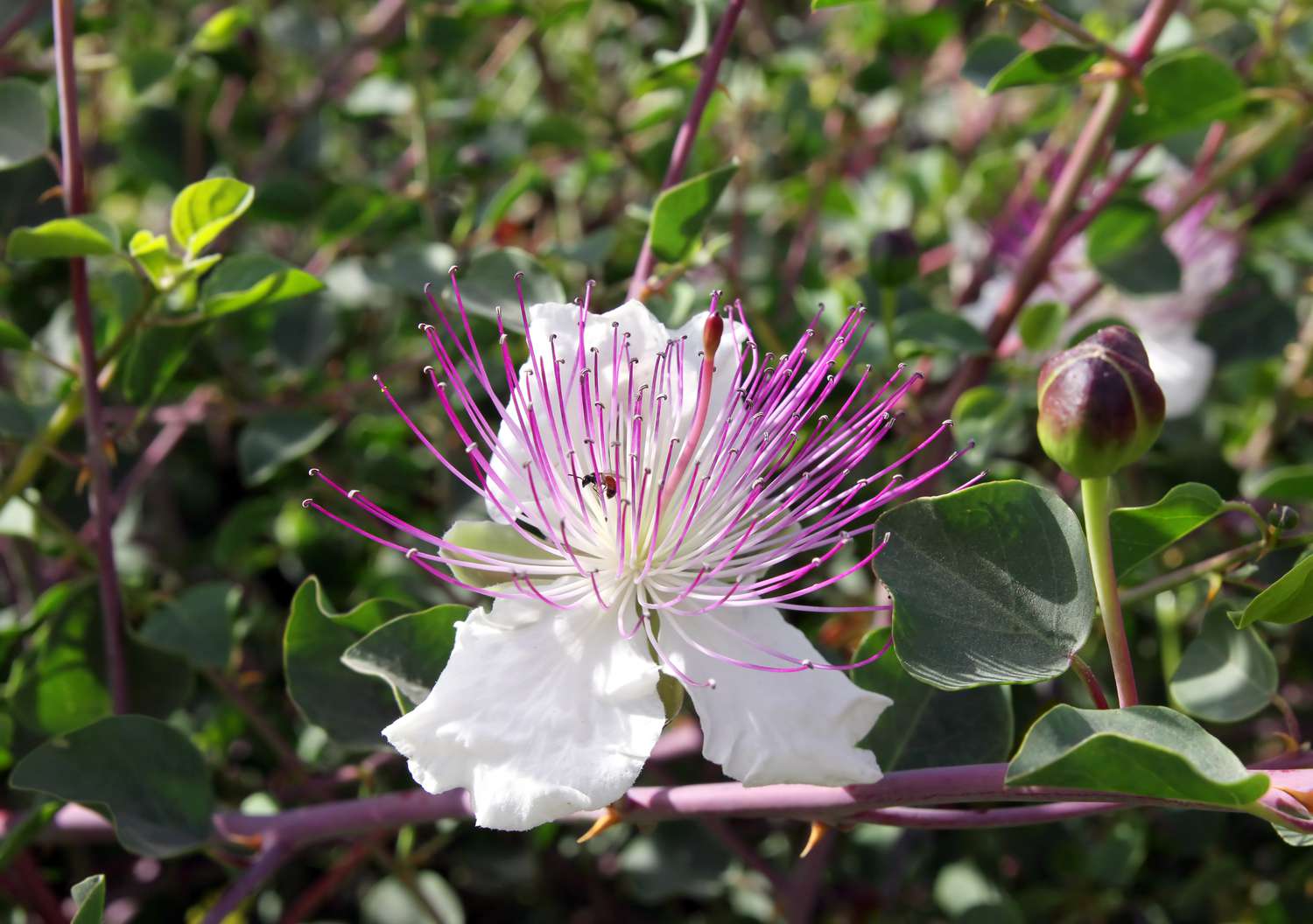 Capparis spinosa