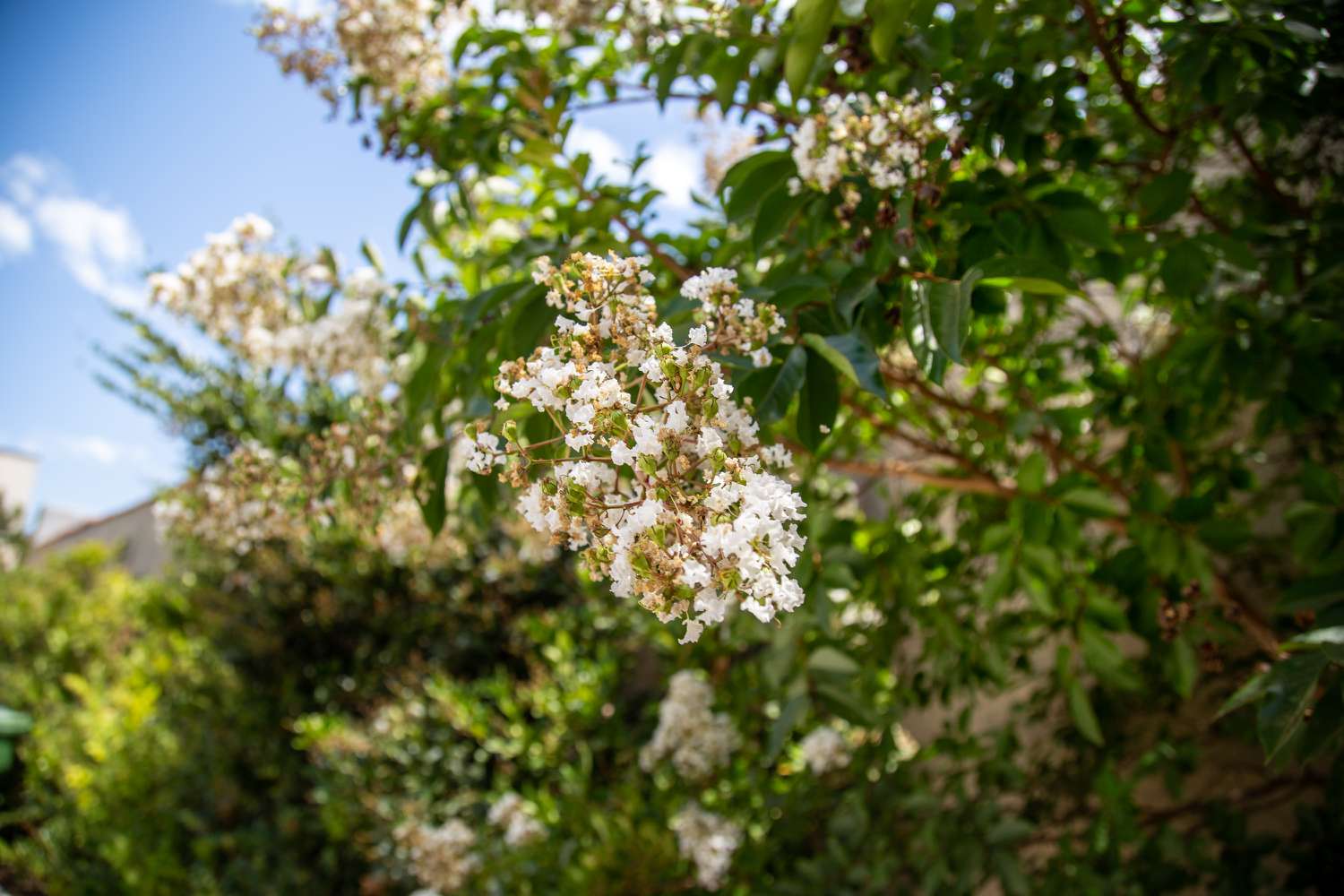 Duftender Tee-Olivenbaum mit winzigen weißen Blütenbüscheln und Knospen am Zweig
