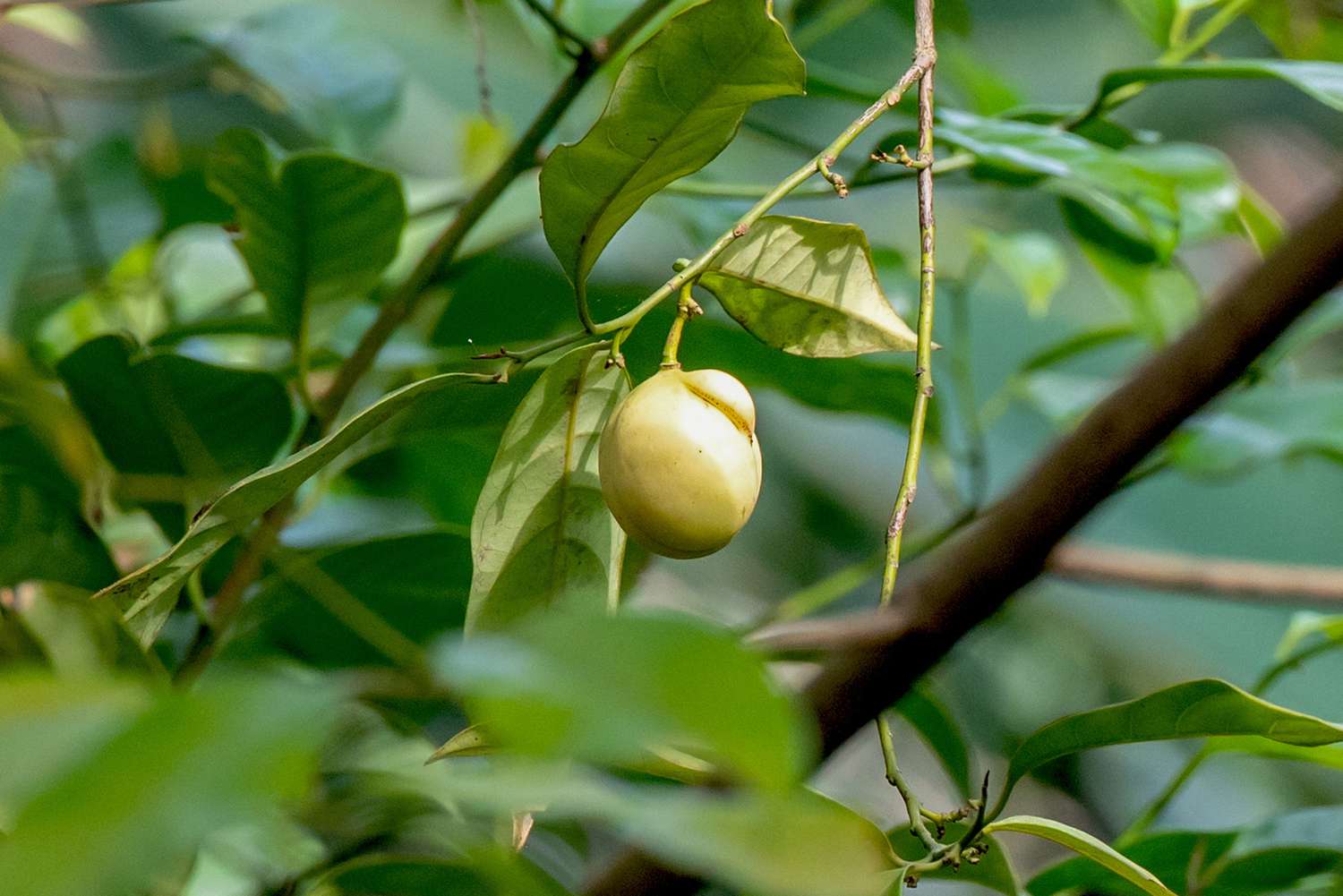 Primer plano del fruto de un árbol de nuez moscada