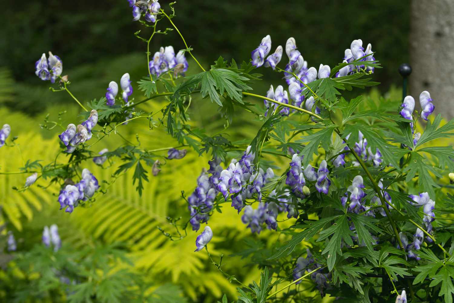 Monk's hood flower