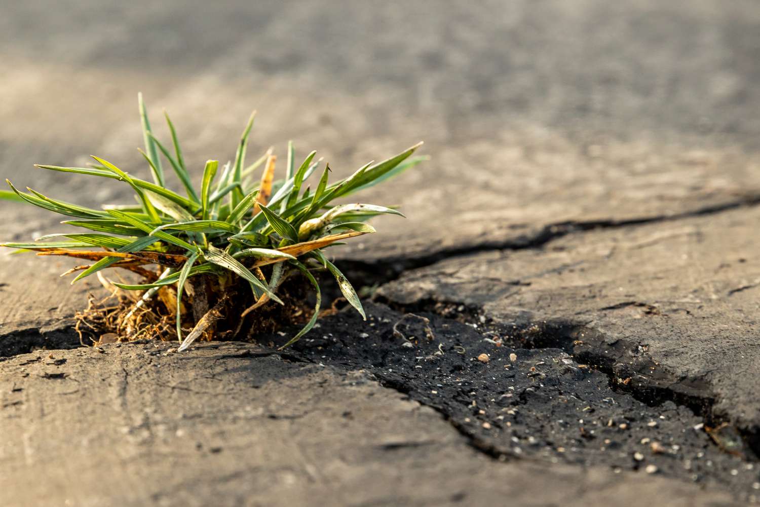 Comment tuer les mauvaises herbes sur les trottoirs, les allées et les patios