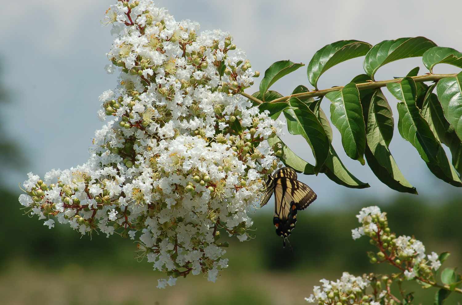 Ein Tigerschwalbenschwanz-Schmetterling trinkt an der Quelle eines weiß blühenden Kreppmyrtenstrauchs.