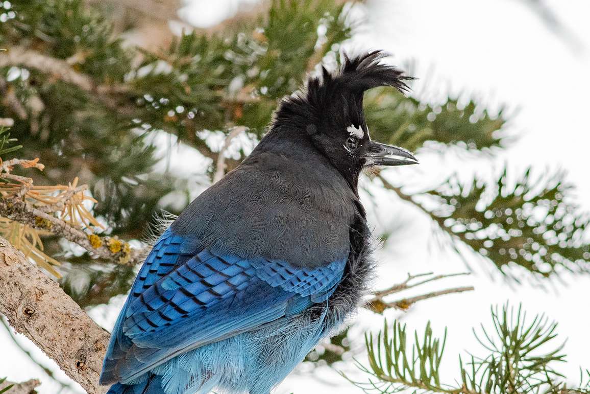 Arrendajo estrellado sentado en una rama con plumas azules y cresta negra